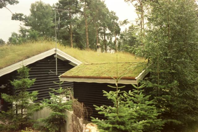 Græsset er klar til at vokse og blive lige så flot som nabohusenes taggræs