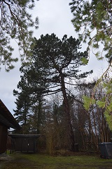 Topkapning Nordsjælland - TRIMCUT fotos