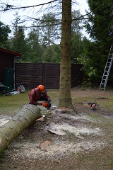 Træfældning Nordsjælland - TRIMCUT fotos